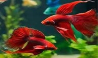 تولید و پرورش 30 هزار قطعه ماهی زینتی در بیضا